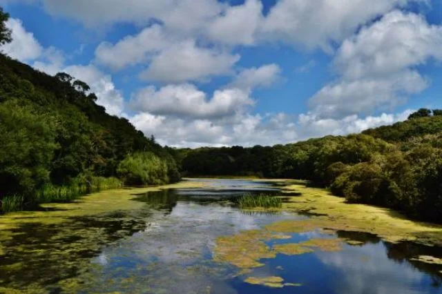 bosherston-lily-ponds-wales-nature