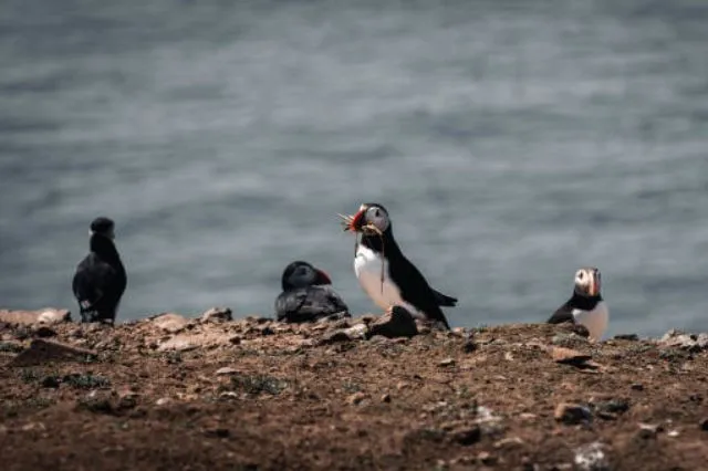 skomer-island-puffins-pembrokeshire