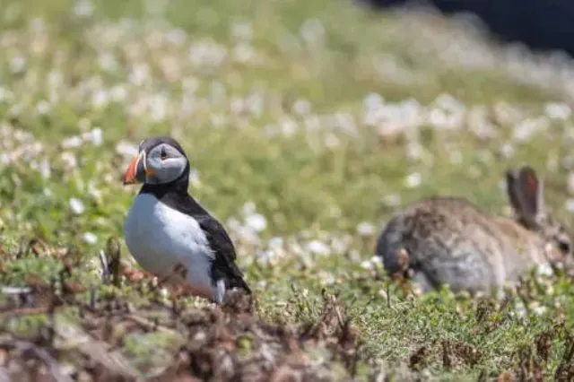 skomer-island-seabirds-puffins