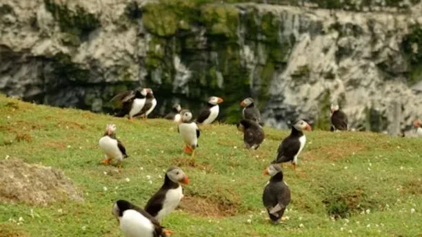wales-skomer-island-puffin-colony